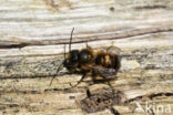 Rosse metselbij (Osmia bicornis)