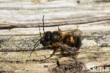 Rosse metselbij (Osmia bicornis)