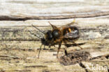 Rosse metselbij (Osmia bicornis)