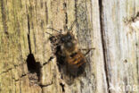 Rosse metselbij (Osmia bicornis)