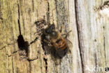 Rosse metselbij (Osmia bicornis)