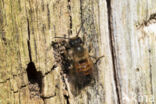 Rosse metselbij (Osmia bicornis)