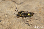 Variabele wespbij (Nomada zonata)