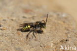 Wasp-bee (Nomada zonata)