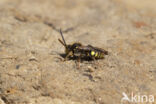 Wasp-bee (Nomada zonata)