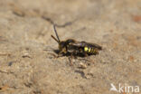 Wasp-bee (Nomada zonata)