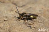 Variabele wespbij (Nomada zonata)