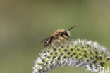 Andrena dorsata