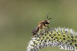 Andrena dorsata