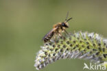 Andrena dorsata