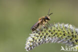 Wimperflankzandbij (Andrena dorsata)