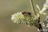 Andrena dorsata