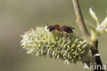 Wimperflankzandbij (Andrena dorsata)
