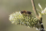 Andrena dorsata