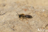 Andrena dorsata