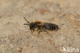 Wimperflankzandbij (Andrena dorsata)