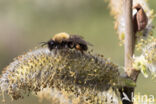 Clark s mining bee (Andrena clarkella)