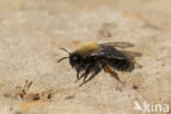 Clark s mining bee (Andrena clarkella)