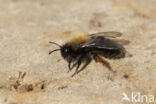 Clark s mining bee (Andrena clarkella)