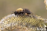 Clark s mining bee (Andrena clarkella)