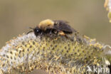 Zwart-rosse zandbij (Andrena clarkella)