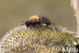 Clark s mining bee (Andrena clarkella)