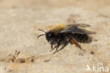 Zwart-rosse zandbij (Andrena clarkella)