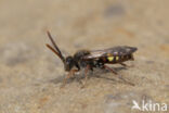 Vroege wespbij (Nomada leucophthalma)