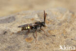 Vroege wespbij (Nomada leucophthalma)