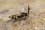 Vroege wespbij (Nomada leucophthalma)