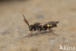 Vroege wespbij (Nomada leucophthalma)