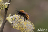 Tawny Mining Bee (Andrena fulva)