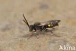 Vroege wespbij (Nomada leucophthalma)