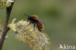 Tawny Mining Bee (Andrena fulva)