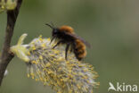 Tawny Mining Bee (Andrena fulva)