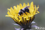 Grey Mining Bee (Andrena cineraria)