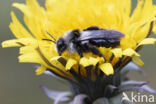 Asbij (Andrena cineraria)