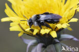 Grey Mining Bee (Andrena cineraria)