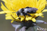 Asbij (Andrena cineraria)