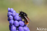 Osmia cornuta