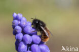 Gehoornde metselbij (Osmia cornuta)