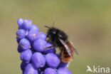 Osmia cornuta