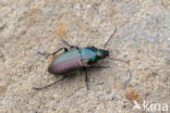 carabid beetle (Poecilus versicolor)