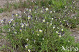 Field Pansy (Viola arvensis)