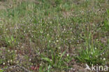 Field Pansy (Viola arvensis)