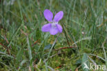 Bleeksporig bosviooltje (Viola riviniana)