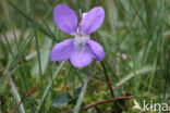 Common Dog-violet (Viola riviniana)