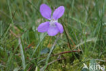 Bleeksporig bosviooltje (Viola riviniana)