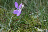 Bleeksporig bosviooltje (Viola riviniana)