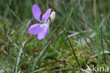 Bleeksporig bosviooltje (Viola riviniana)